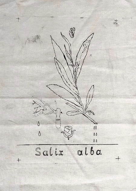 Salix alba. 2018-2019